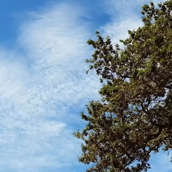 Wertezukunftsbaum - Entscheidungsarchitektur